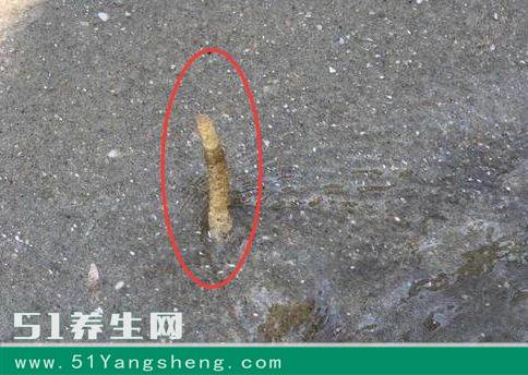 海滩看到大片“杆子”, 却被当地渔民告诫不要拔, 比海参鱼翅都宝贝
