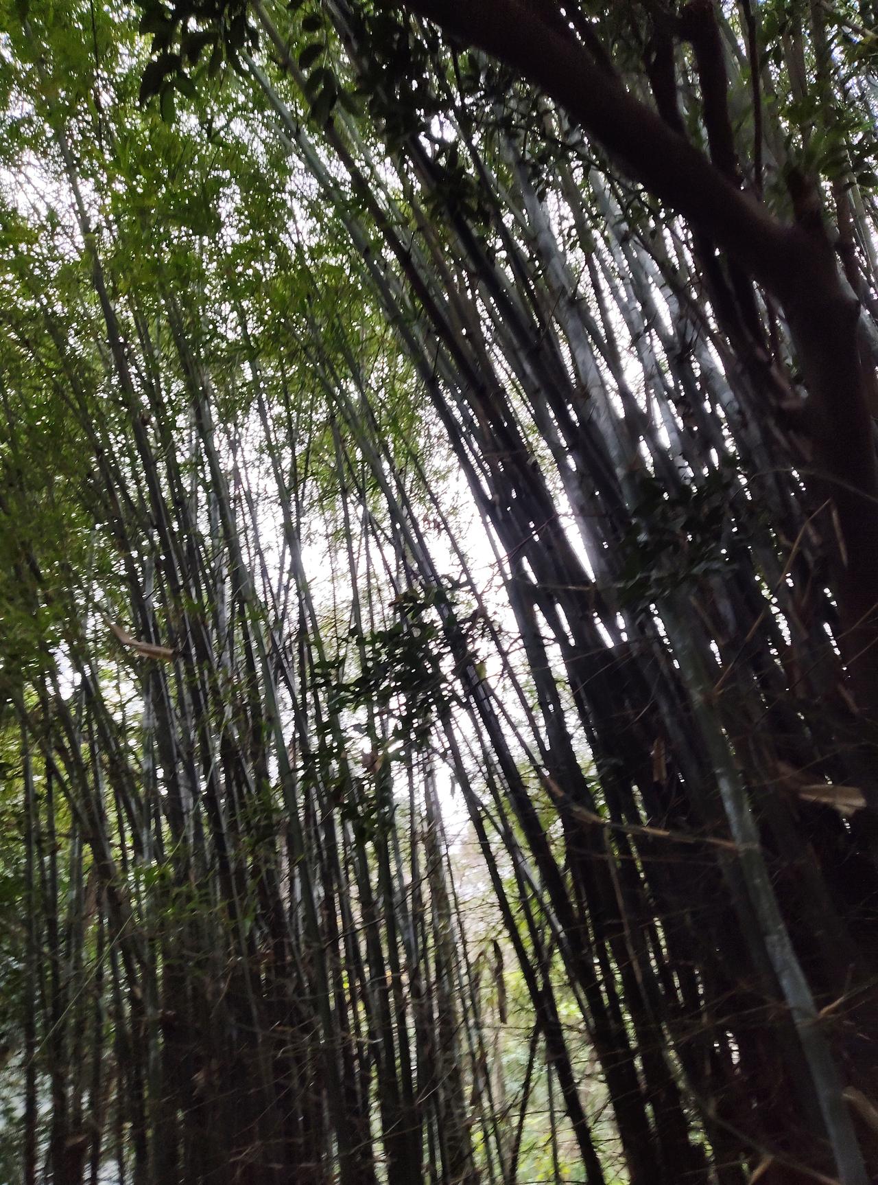 夏日竹林，才是夏日避暑胜地，没有电的夏日，只能去竹林避暑纳凉。上个世纪九十年