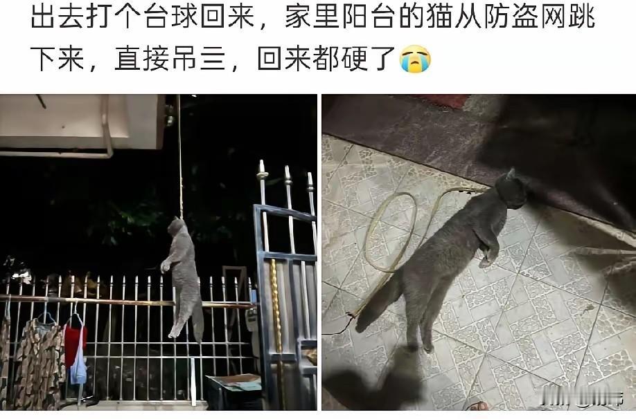 可当他打完台球回来，发现蓝猫居然从防盗窗跳了下去，直接吊在了那里，小哥哥立刻把它