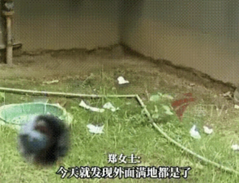 “太遭罪了！”近日报道，广西南宁有个大姐，每月换下来的卫生巾，嫌放家里“不干净”