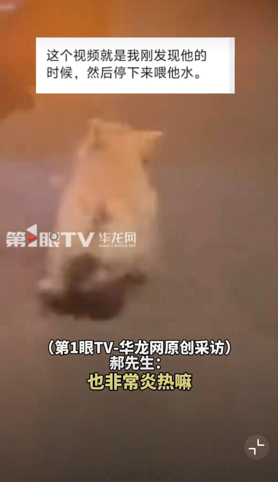 南京一流浪小狗跟跑3公里争取到幸福好有灵性好可爱的狗狗！好人一生平安呐，，希望