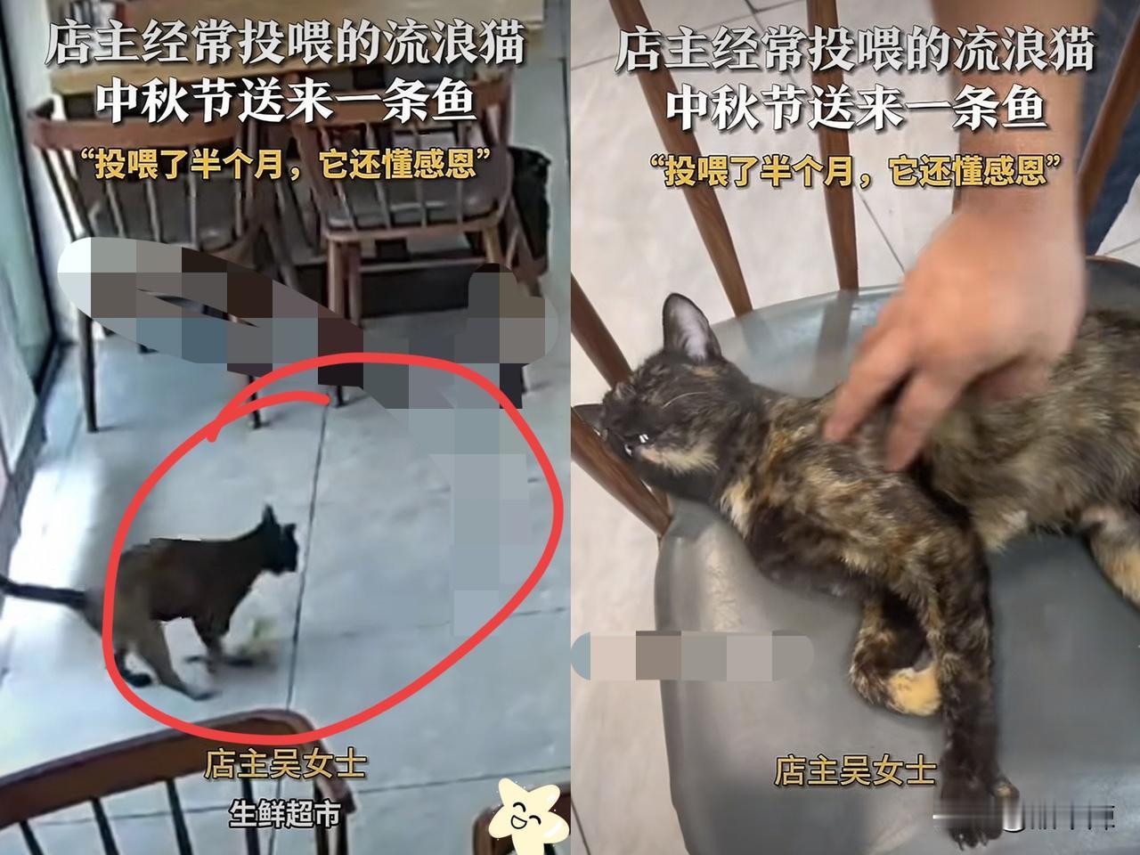 “万物皆有灵!”江苏，一位餐饮店店主经常投喂一只流浪小猫，没想到小猫一直记在心里