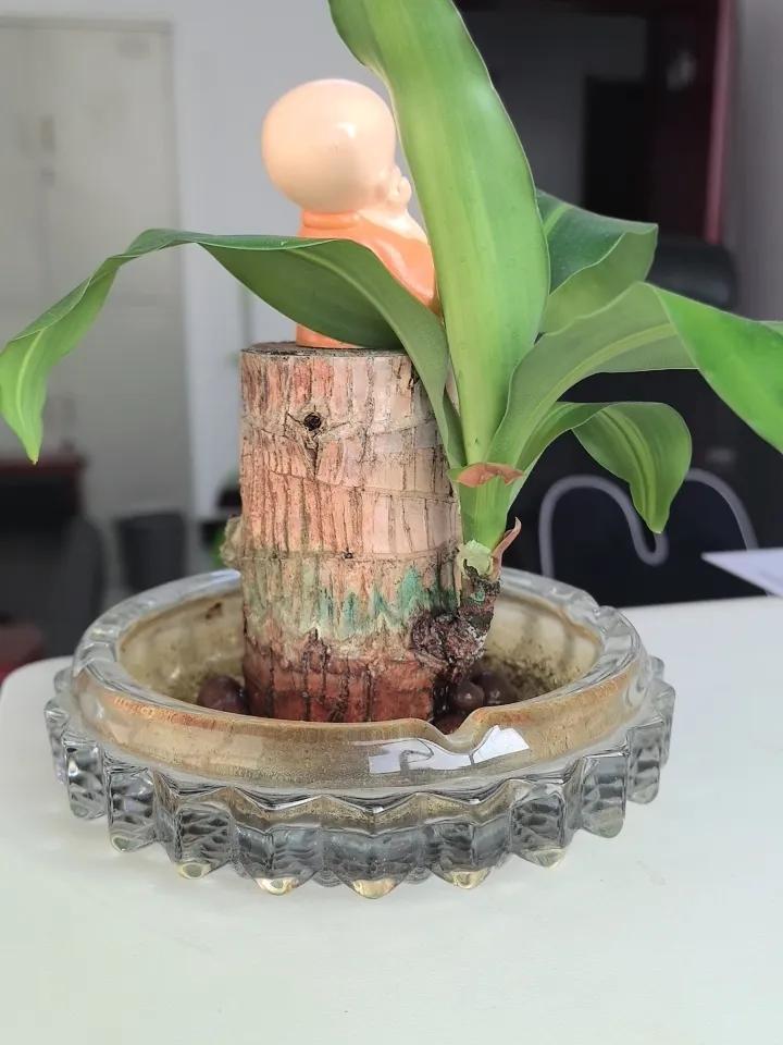 前一段时间，总是上火，口腔老是溃疡，一疼10天半个月的不好。好在发现了一个代茶