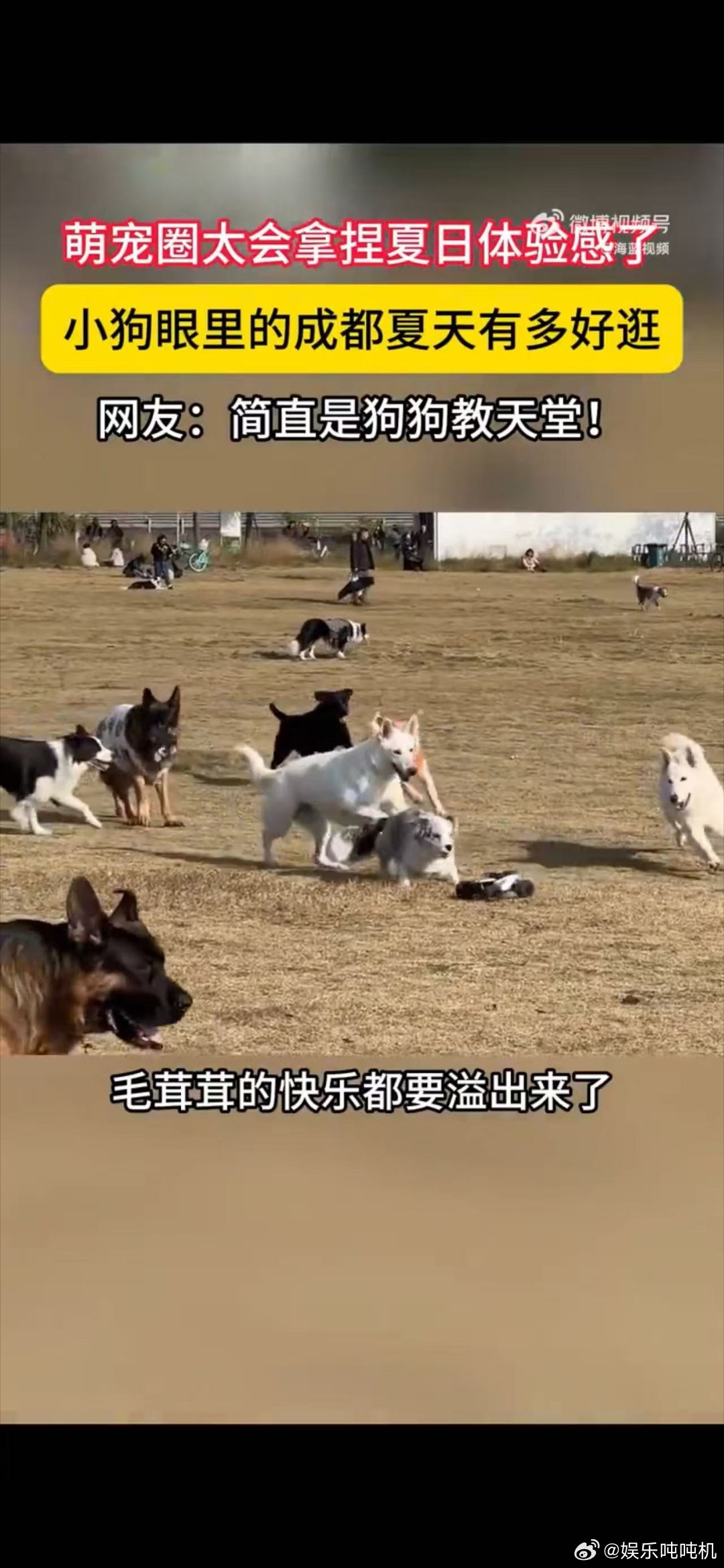 小狗眼里的成都夏天有多好逛夏天到了，成都的宠物友好地方真不少。带小狗去户外，公