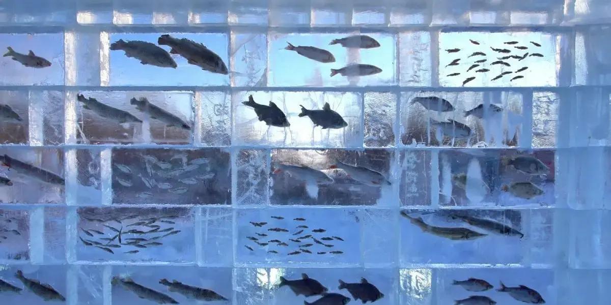 黑龙江同江三江口这个元旦，简直火爆到不行！一堵3米高、8米宽的透明冰墙，把当地江