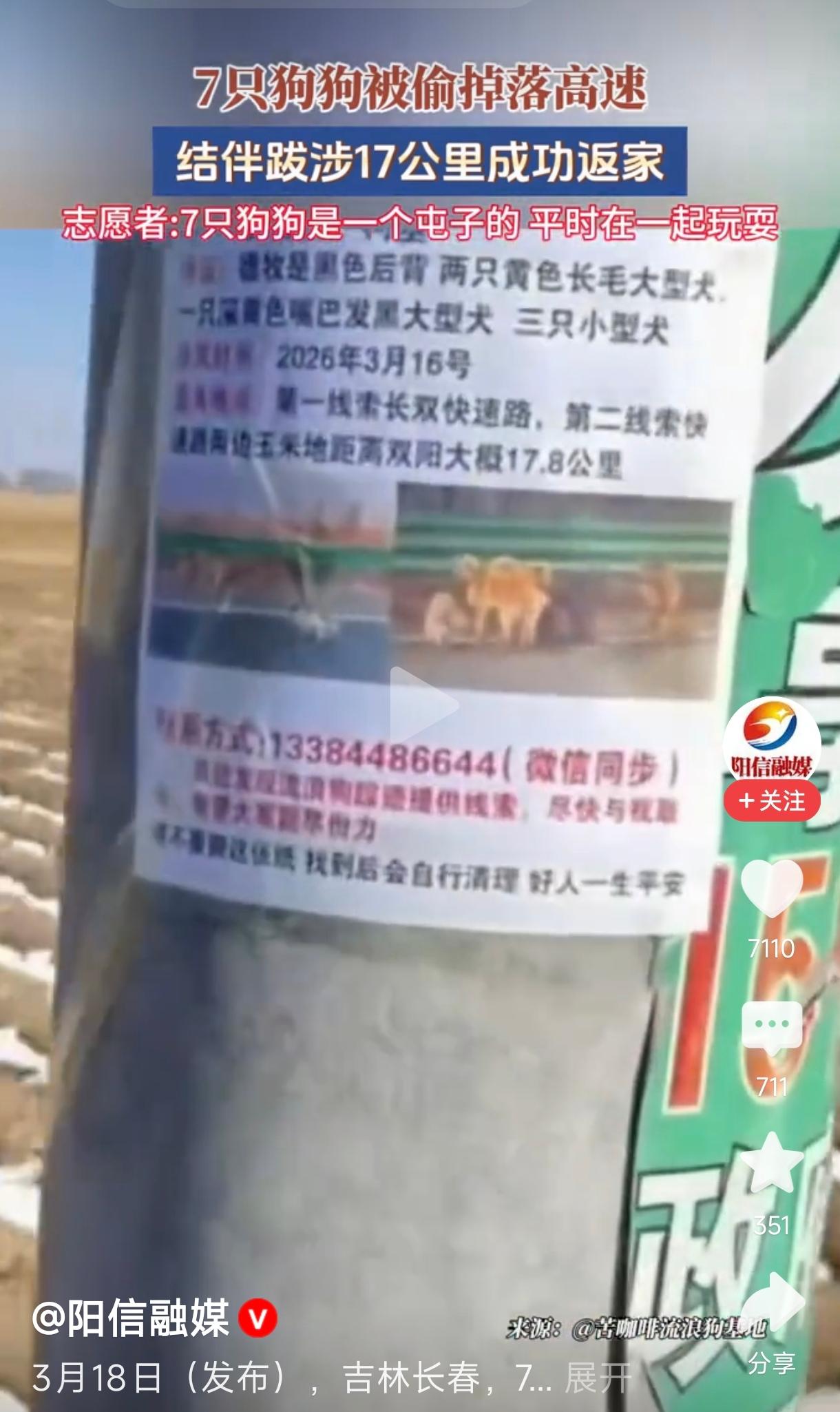 7只狗狗被偷掉落高速跋涉17公里返家这真是一个温暖人心的故事