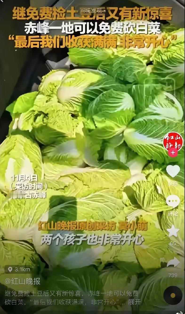 赤峰400亩白菜遭百人哄抢！媒体造谣的锅不能让菜农背！事情的起因是一个网友随