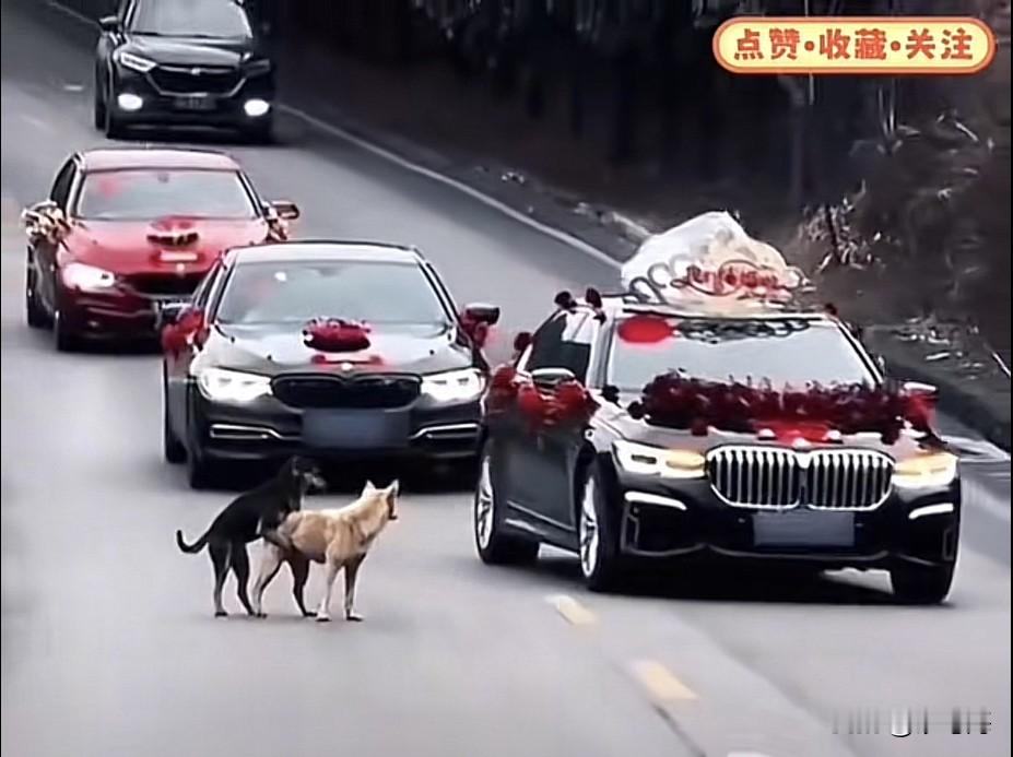 迎亲遇二狗交合于道，主何吉凶？民俗多视为吉兆，寓意新人婚后子嗣兴旺...