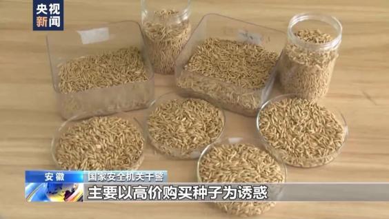 “应该立即死刑。”央视新闻在4月14日曝光了一起惊天大案：我国杂交水稻之父袁隆平
