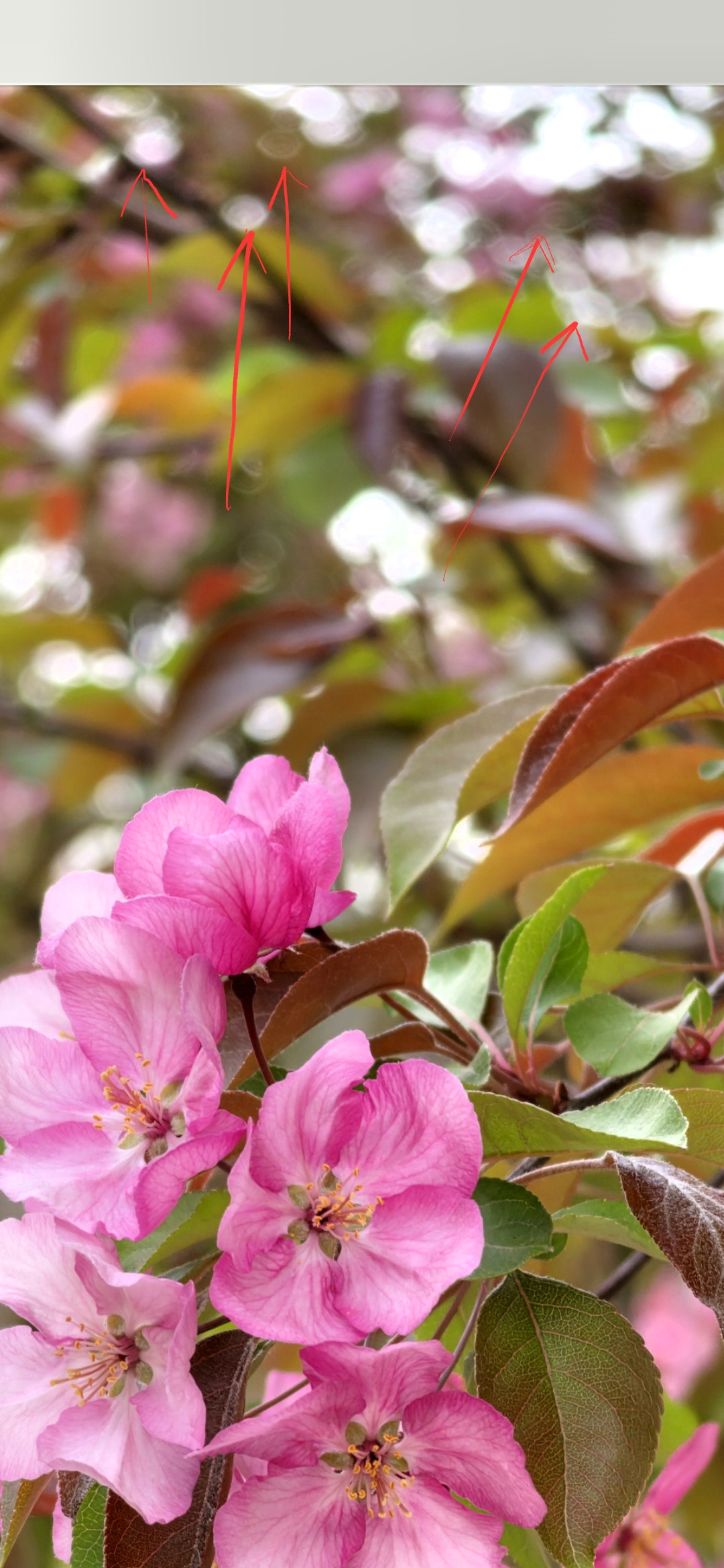 今天用GalaxyS26Ultra的5倍长焦拍花，发现了一个很神奇的现