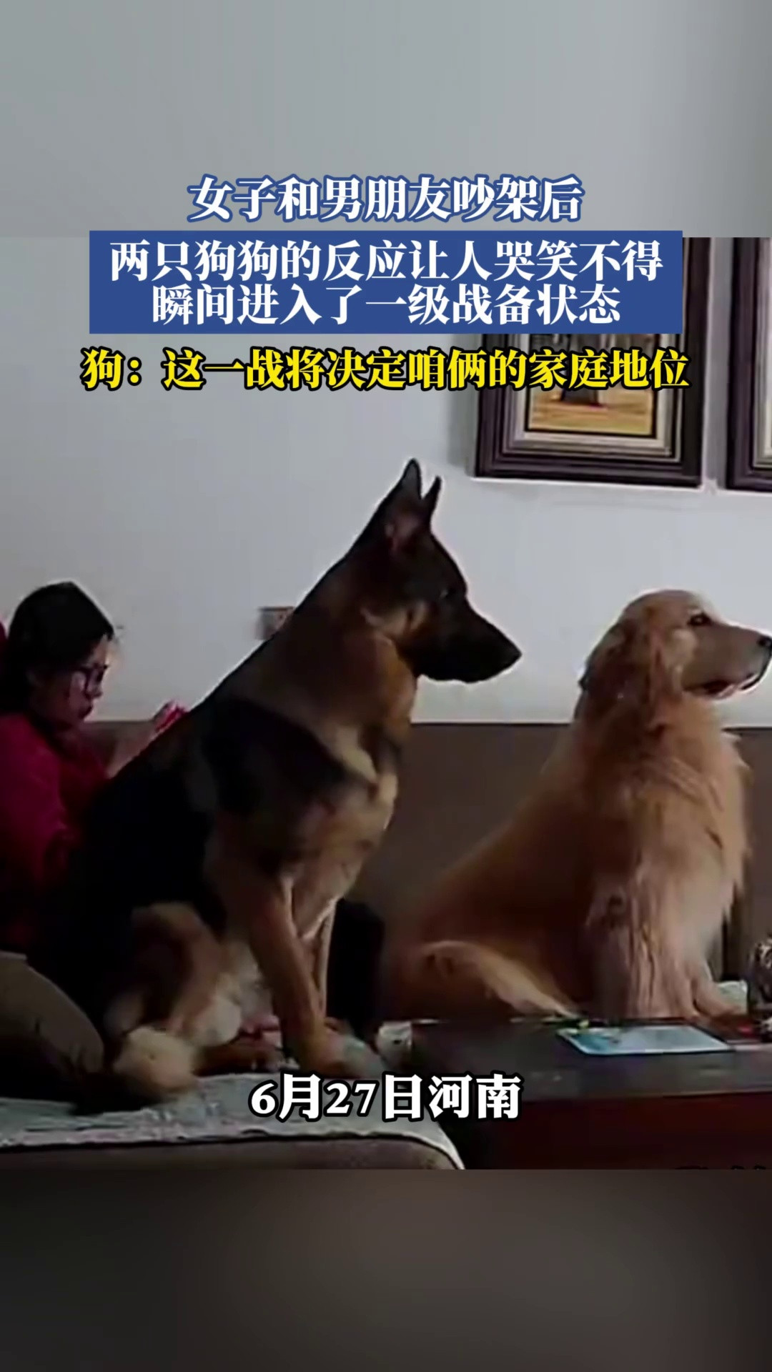 女子和男朋友吵架后，两只狗狗的反应让人哭笑不得，瞬间进入了一级战备状态，狗：这一