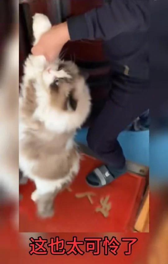 垃圾桶捡到可爱的布偶猫，你相信吗？近日，因为有些人听信谣言，有很多宠物被人遗弃