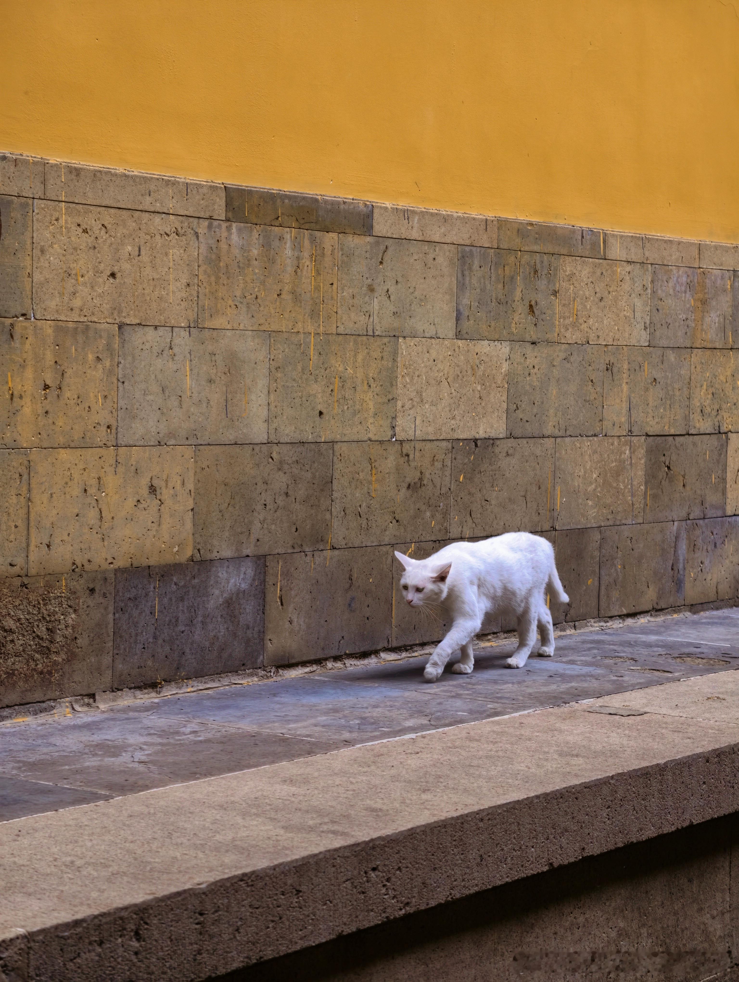 生活手记西园寺完全就是天然猫咖，猫都被养的很好，寺里各个地方有给猫咪放水和猫粮，
