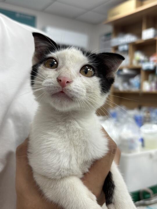 家人们捡了只猫