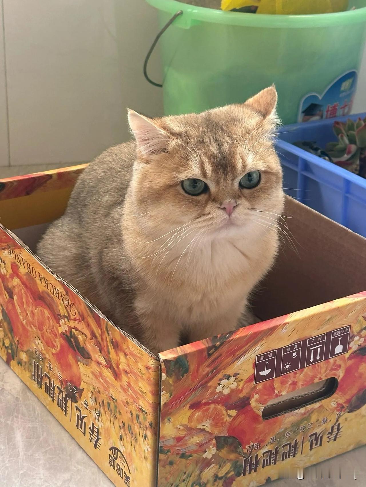 等待打包出发的猫咪[大笑][大笑][大笑]