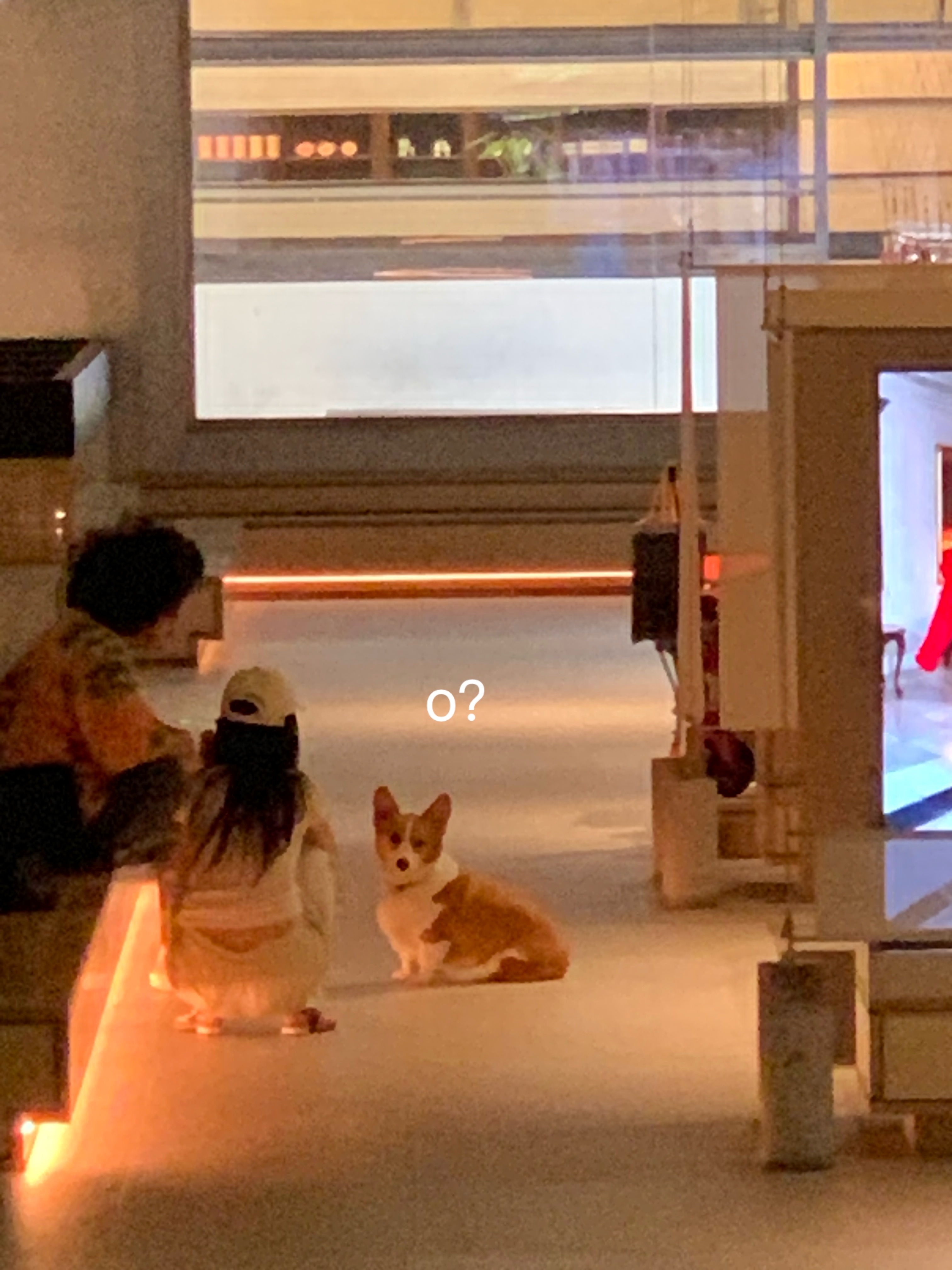 吃吃吃逛逛逛摸摸小狗的一天​​​