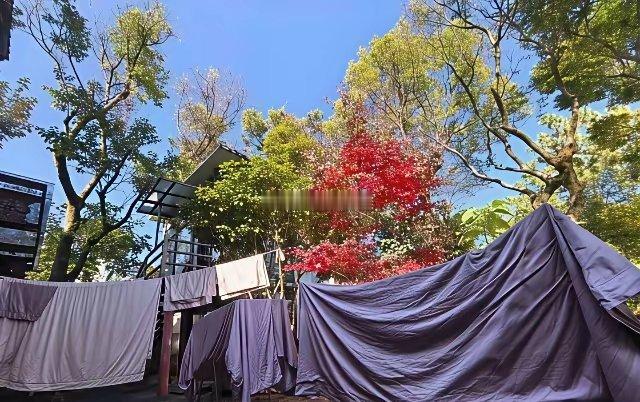50岁龚琳娜离婚后独居深山房子后面就是坟地快80岁父母搬来陪她，还在唱前夫写的情