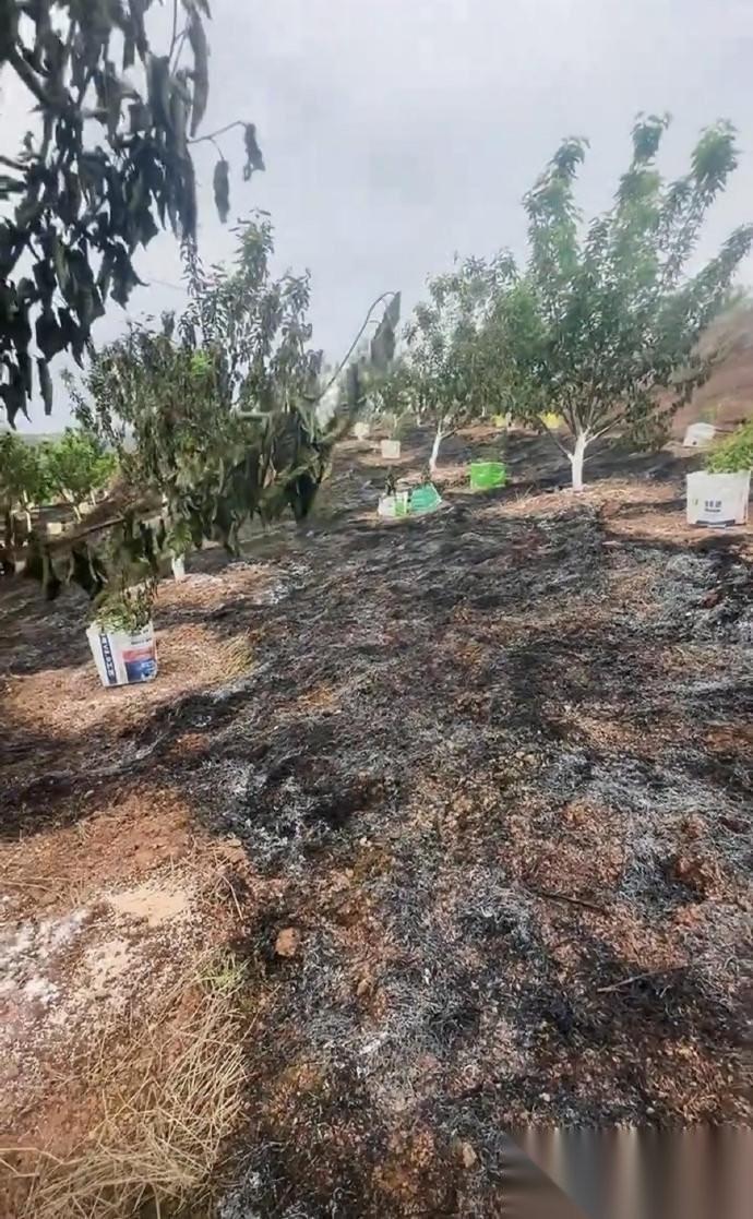 4月10日中午，四川省资阳市安岳县合义乡新华村一家家庭农场的果园区突然起火，导致