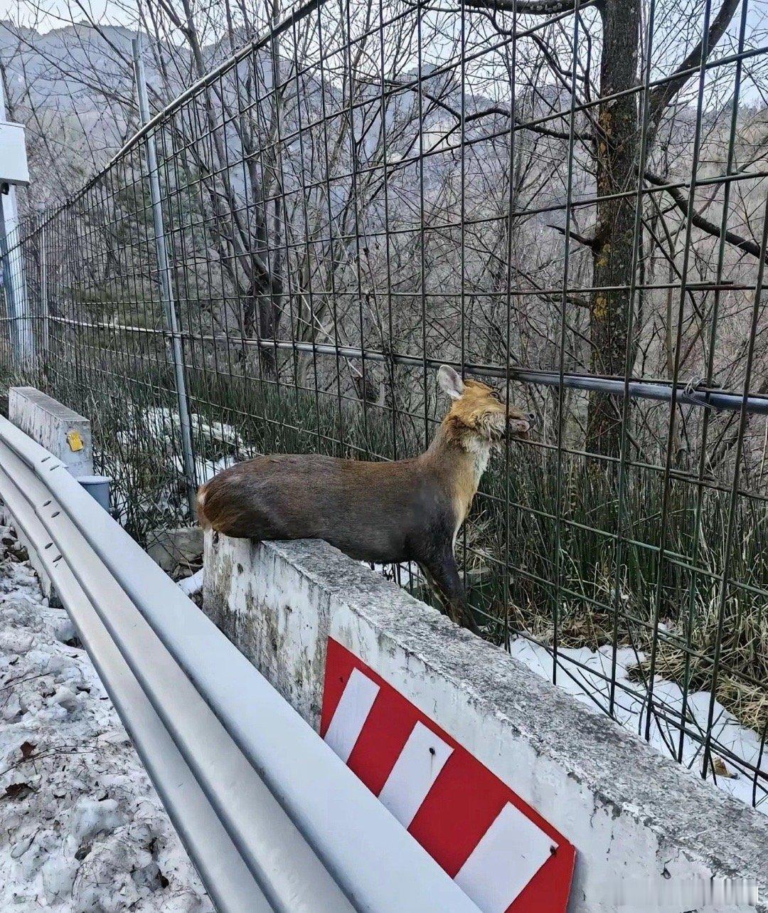 12月10日，秦岭鸡窝子附近的210国道旁，有人撞见揪心一幕：一只麂子被防登山的