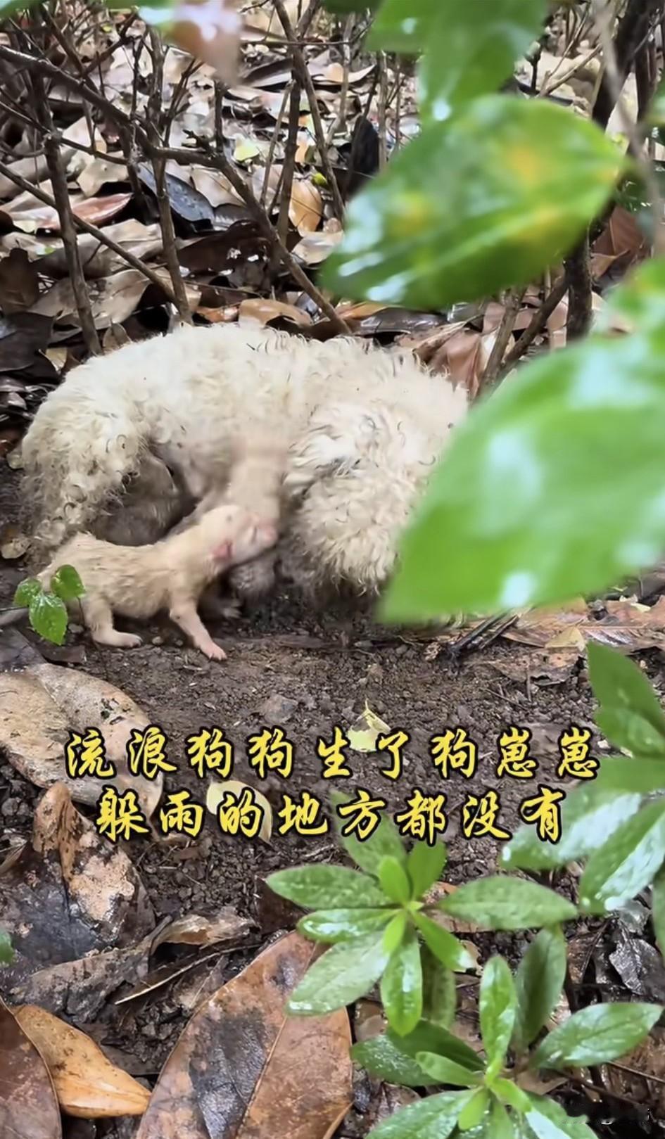 泪目了！事情是这样的一位小姐姐昨天晚上取快递，发现楼下这里有一堆狗崽崽，想要去看