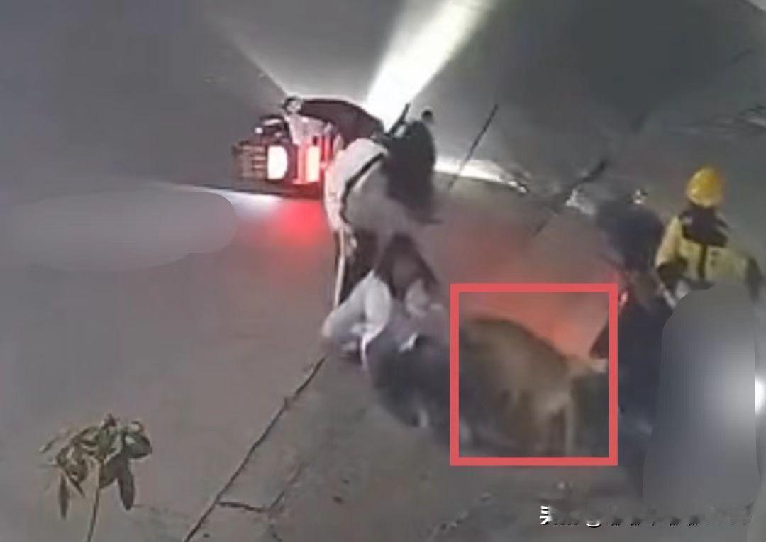 被抓了真的被抓了！养狗不拴绳，放任狗咬人的狗主人真的被抓起来了！1月19