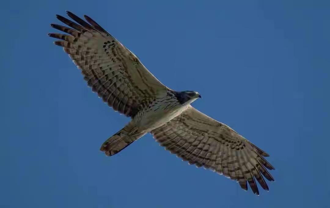 如果你在厦门环岛路看到一只大鸟在展翅翱翔，那很可能是老鹰，你会纳闷，厦门这种高度