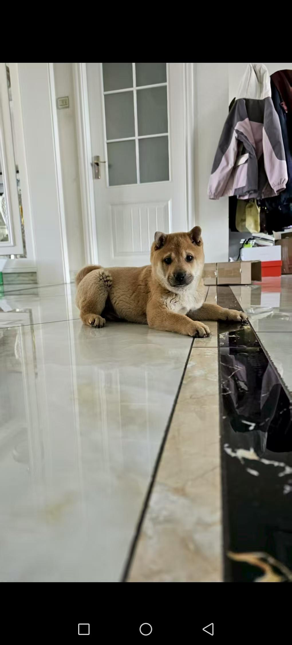 我家养了一只中华田园犬。说起这只狗到我家的经历，还很波折。它原来是弟弟从