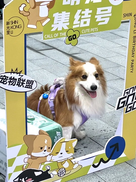 重庆的柯基还是养得太好了！！！
