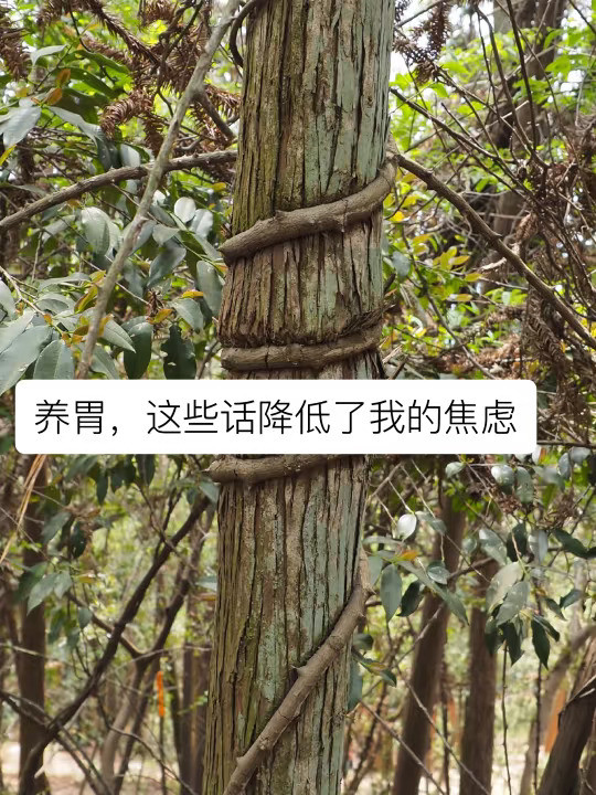 养胃，这些话减少了我的焦虑