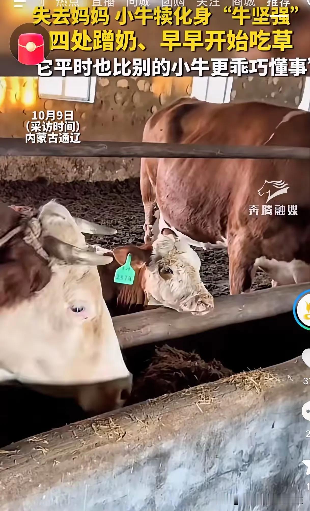 内蒙古通辽，失去妈妈的小牛犊化身“牛坚强”，四处蹭奶、早早开始吃草，它平时也比别