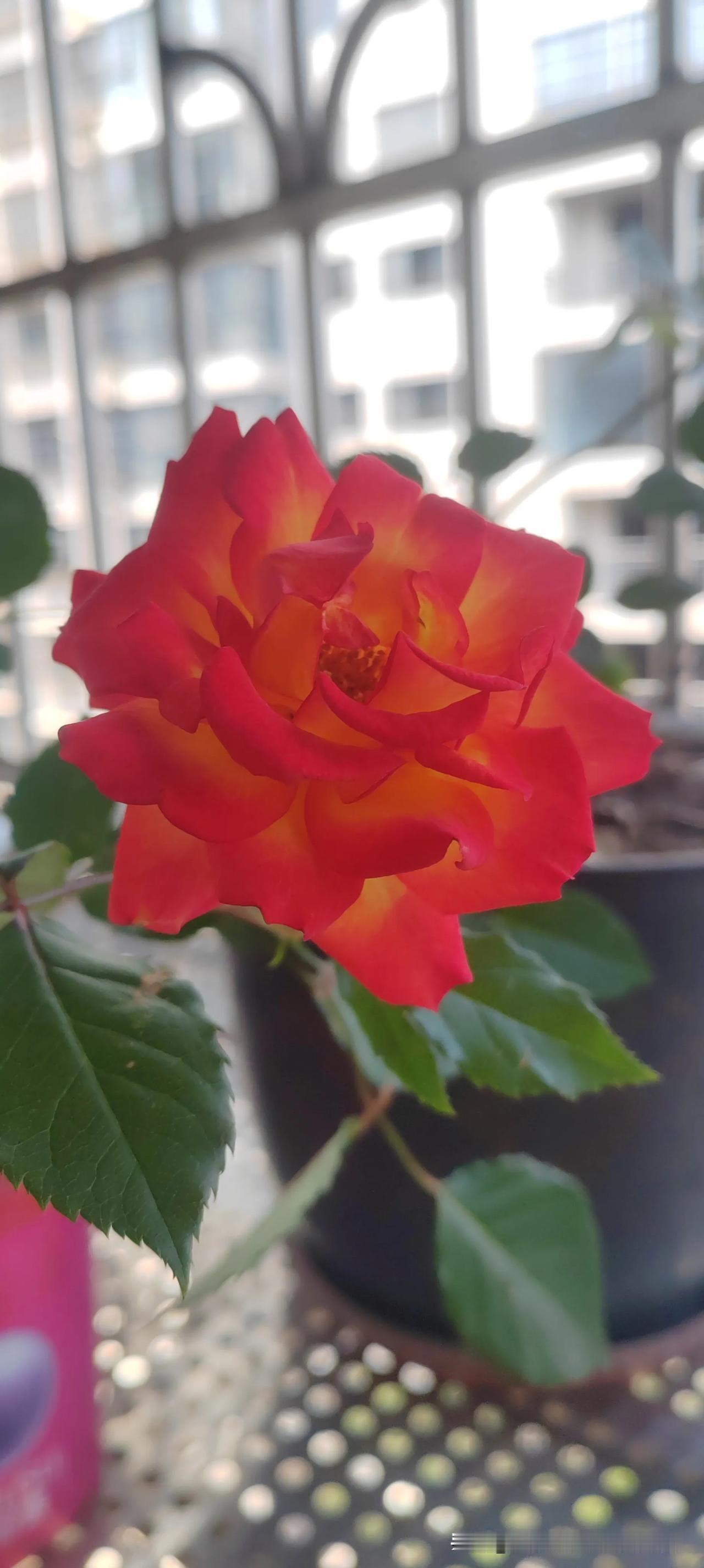 生活里的巧合，真的比短剧还要离谱。朋友表弟的儿媳妇，结婚没多久就离婚了，本来就