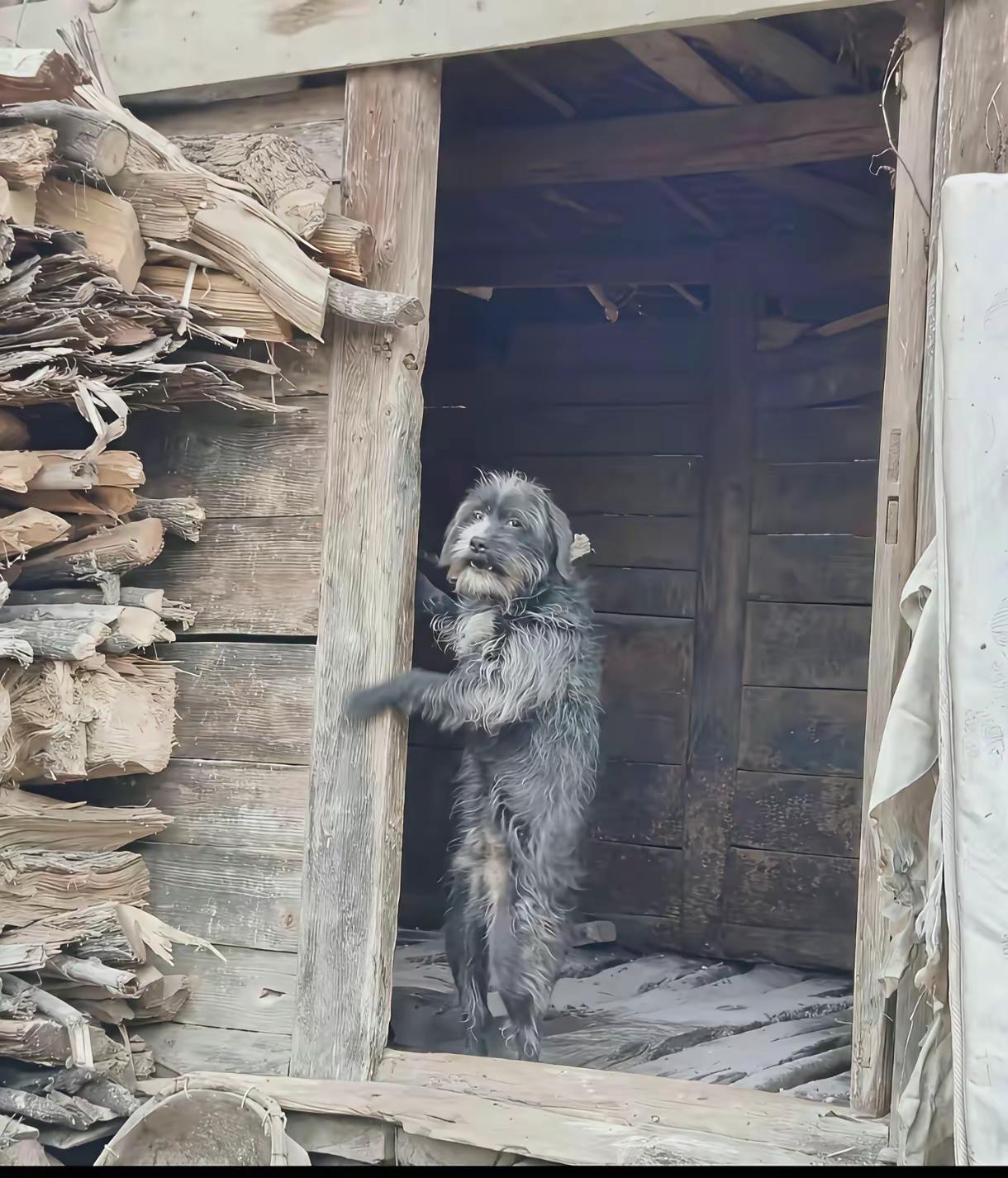 万能的网友们，烦劳给家里这条狗取一个霸气外露的名字。