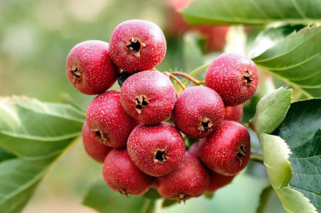 建议中老年人，少吃黄瓜西瓜，多吃“4种酸味”食物，身体棒黄瓜和西瓜是餐桌上的