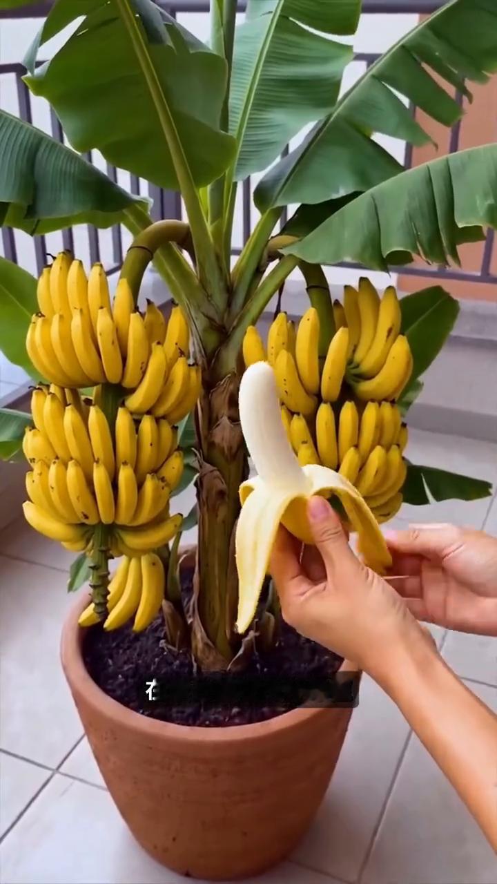 谁能想到一节普通香蕉还能养出一颗香蕉树。·切一段香蕉插上牙签夹在水杯里水培催芽