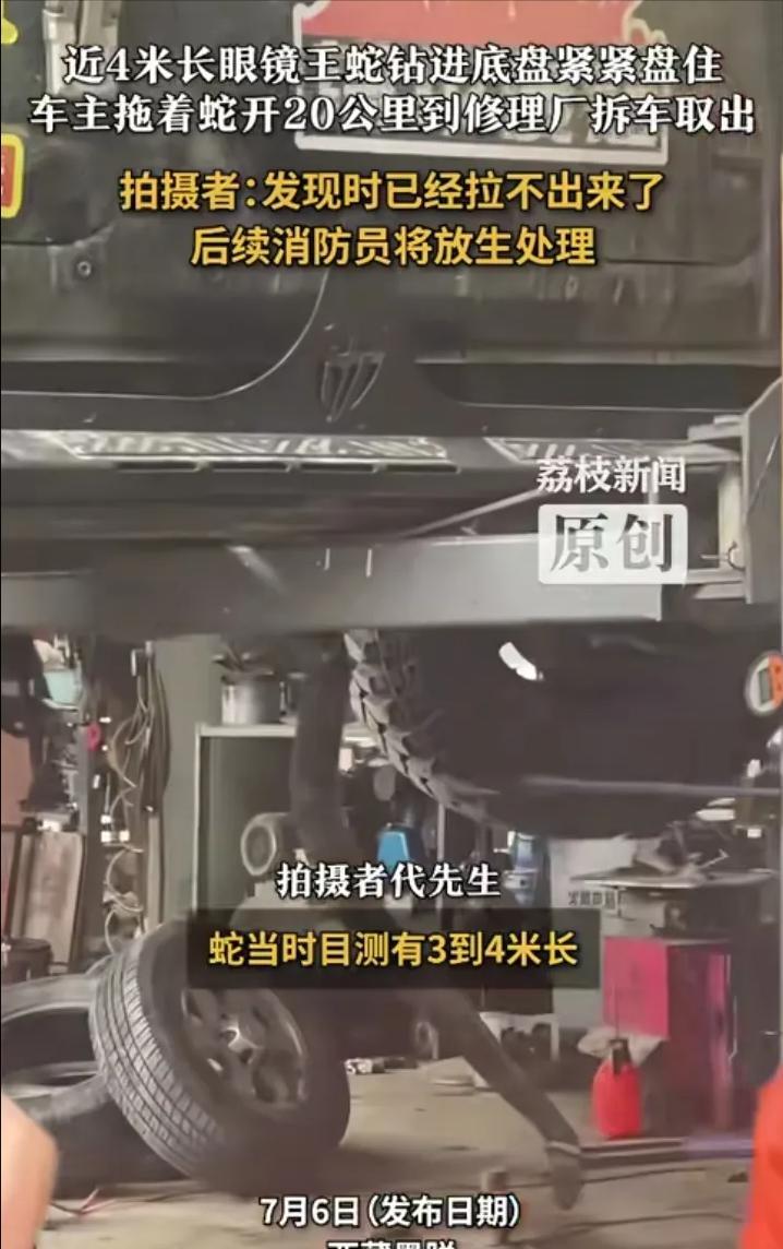 7月6日，西藏墨脱，一条眼镜王蛇被车前轮压过，谁能想到，蛇竟然直接沿着前轮进入了