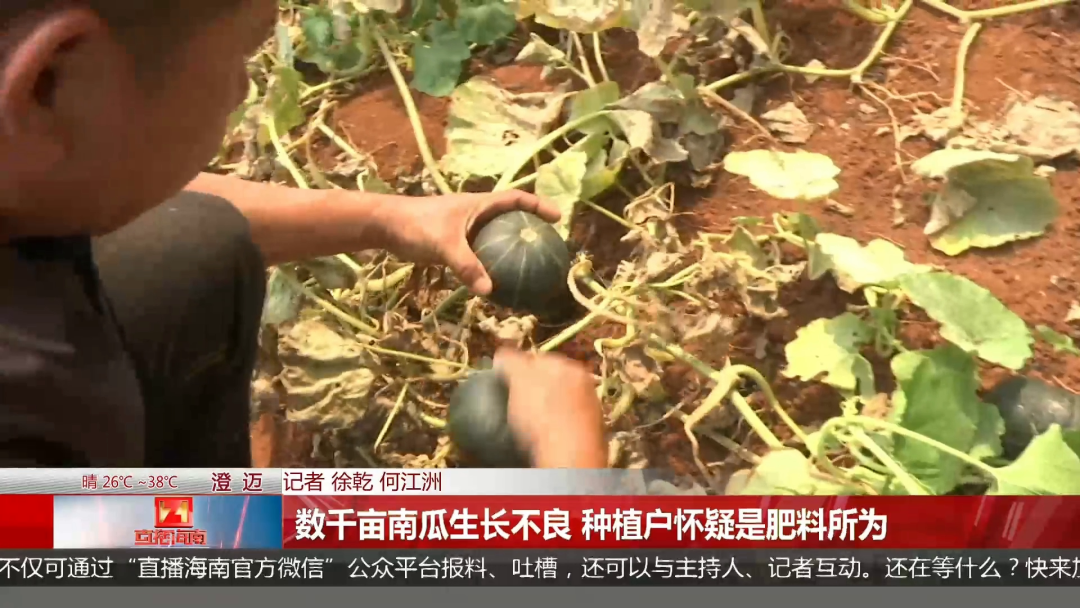 数千亩南瓜只长到鸡蛋大小, 种植户遭遇巨额损失! 问题出在肥料上?