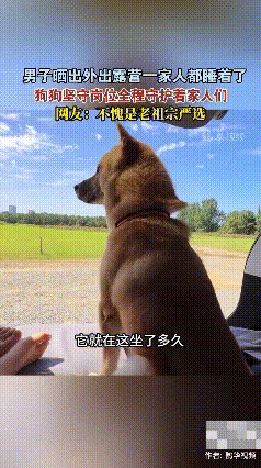 这只中华田园犬也太有灵性了！男子带家人露营，大家都累得睡着时，狗狗赛罗就那么直挺