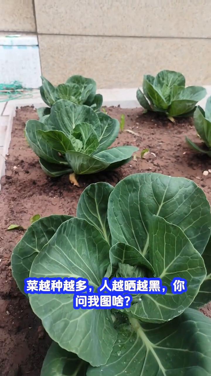 我的小菜园。别老问我天天干啥，不是种菜就是除草，浇水施肥一样不落。菜越种越多，