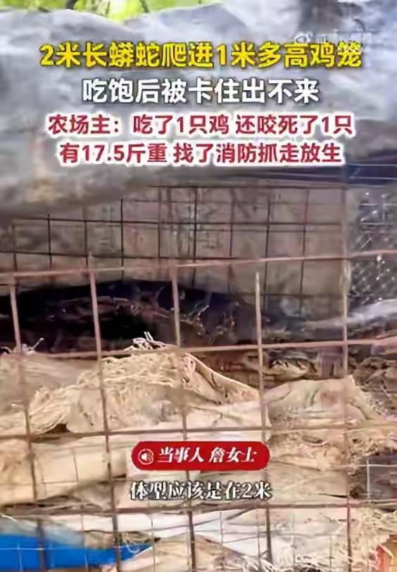 原来童话不都是骗人的：2米多长的大蟒蛇钻进鸡笼里偷鸡吃，因为吃得太多卡住出不去了