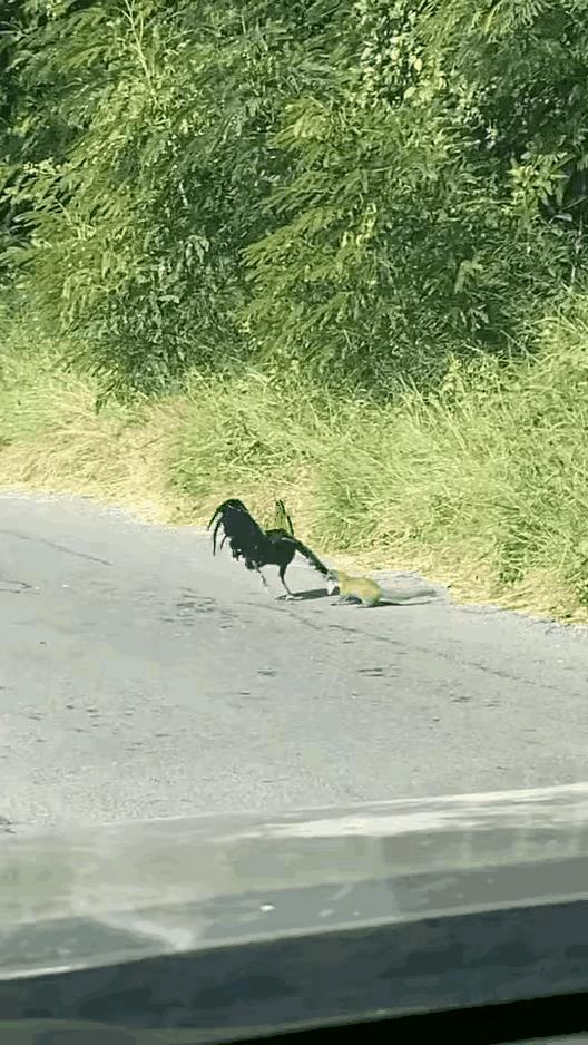 血脉压制，黄大仙那股屁专克大公鸡