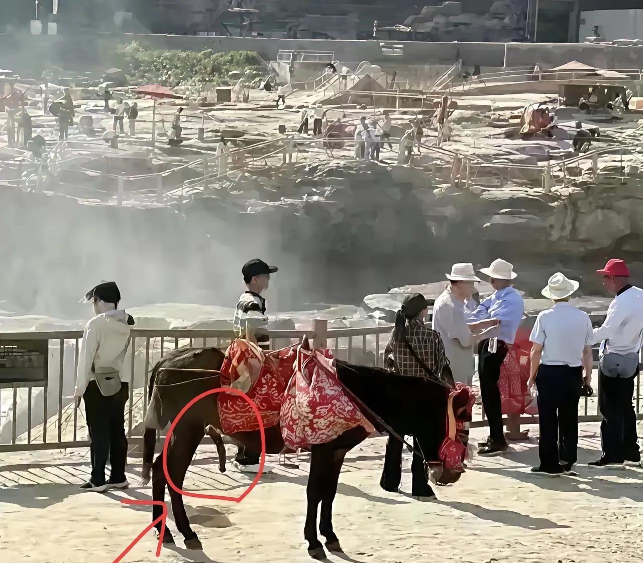 有人真驴！黄河壶口瀑布有人举报公驴在大庭广众之下，随意露出不雅部件。景区火速