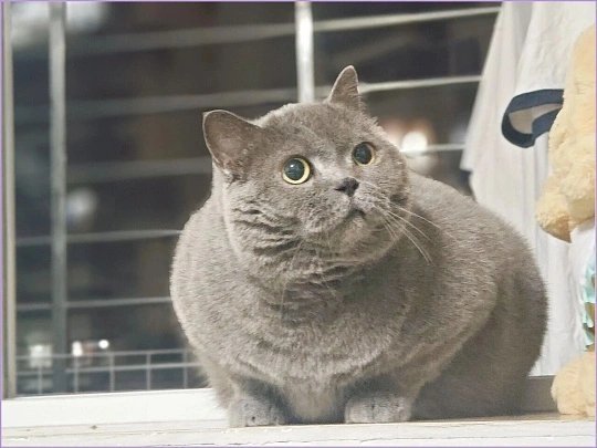 15斤的小猫把床压塌了万万没想到15斤的小猫破坏力这么强，直接一键压塌小床！软乎