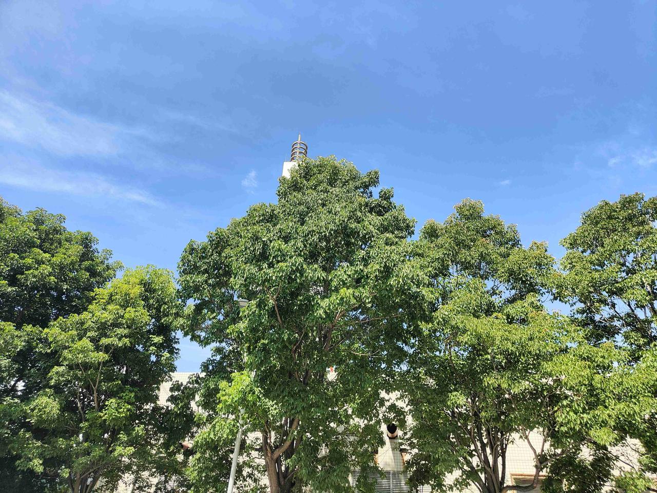 第一，要注意喷施叶面肥，补充营养，防止植株出现脱肥。第二，要注意发生干旱，夏季