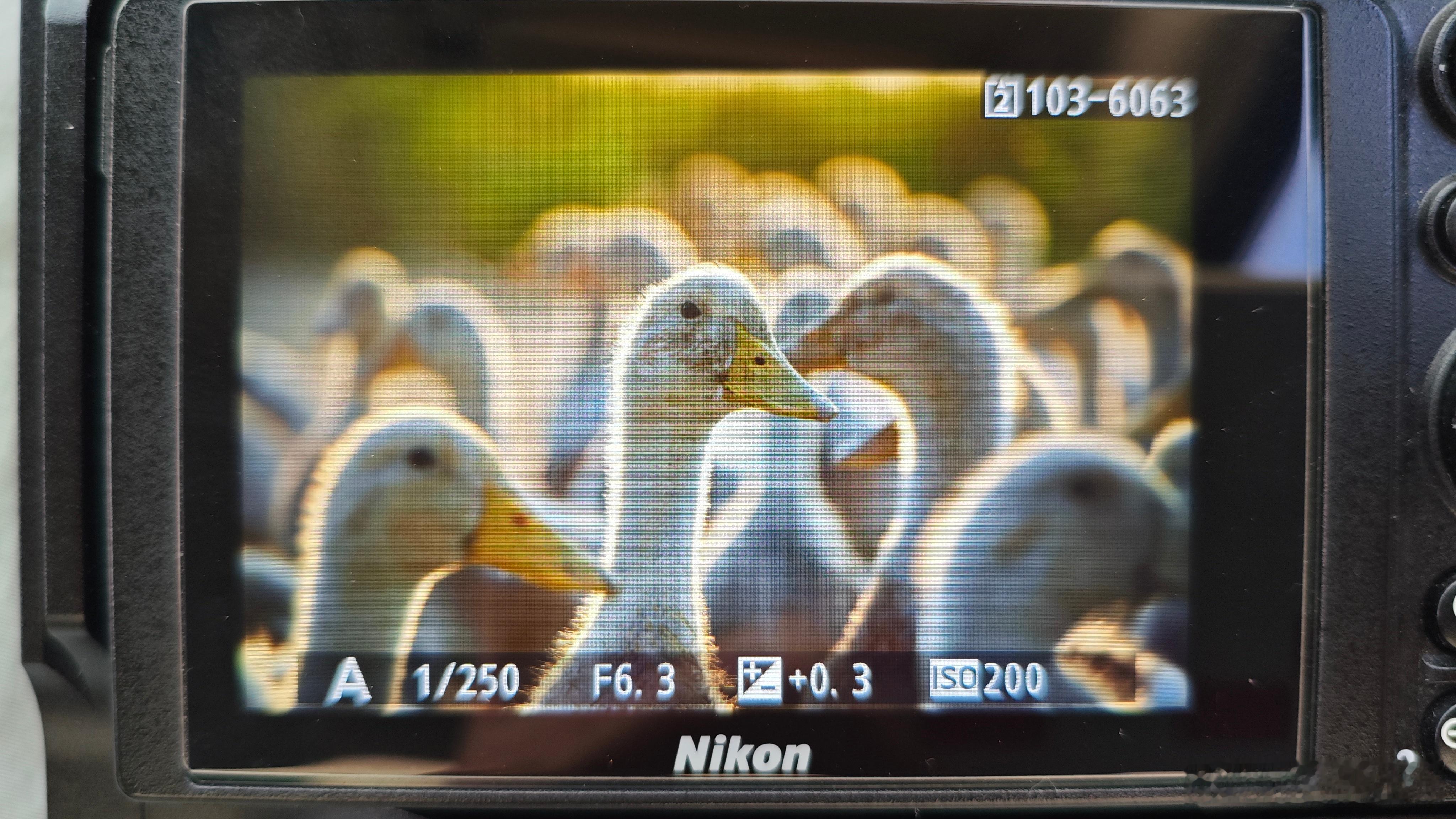 发射场附近的鸭子也挺漂亮