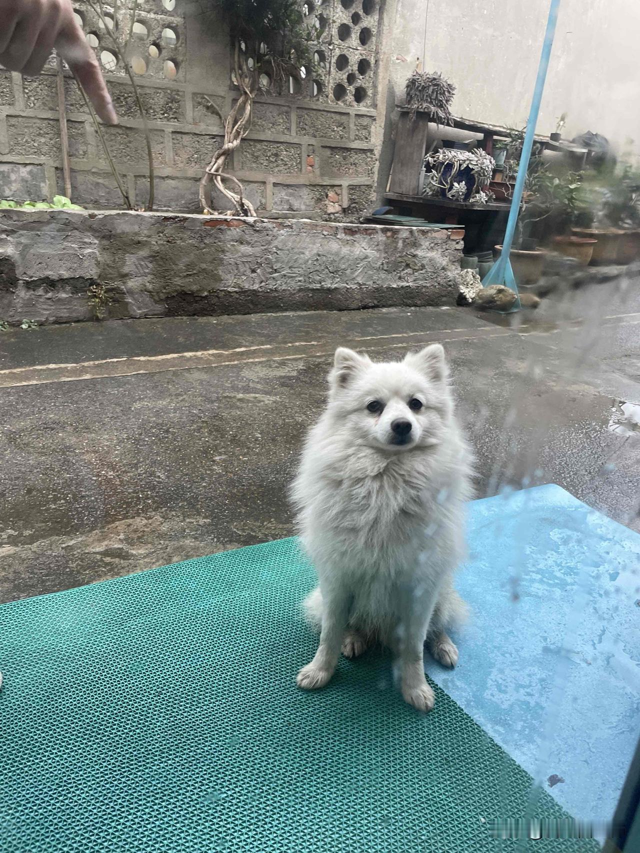 大年三十,家里来了一只赶不走的狗去年初一，我的嫡长狗去了汪星，今年除夕，一只狗