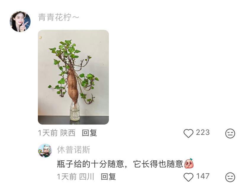 消费降级后我的盆栽belike