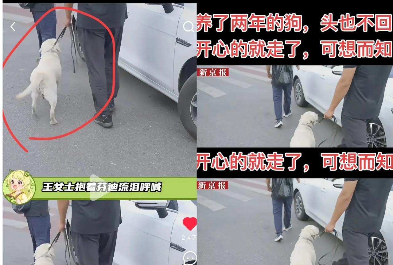 终于有后续了导盲犬芬迪被接回基地了但情况不容乐观，走路都开始扭胯，这说明骨骼