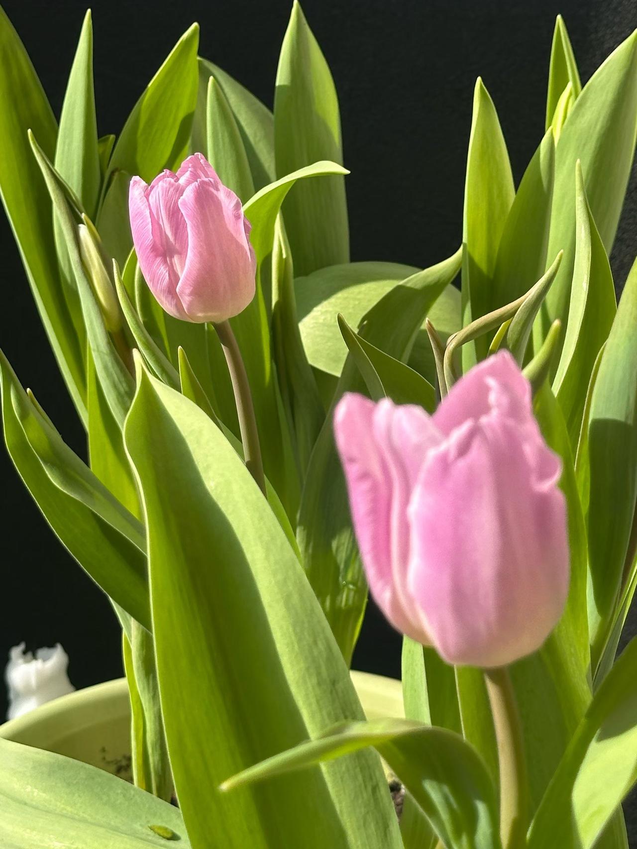 长大后，春节就变了味儿，尤其是女性，结婚嫁人后，往往便身不由己了。一个护士朋