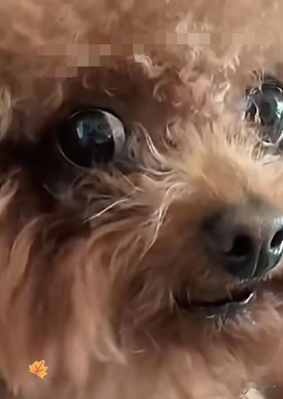 “解释不清了！”一博主养了两只泰迪，只因主人带另一只小的泰迪下楼遛弯，没带大的。