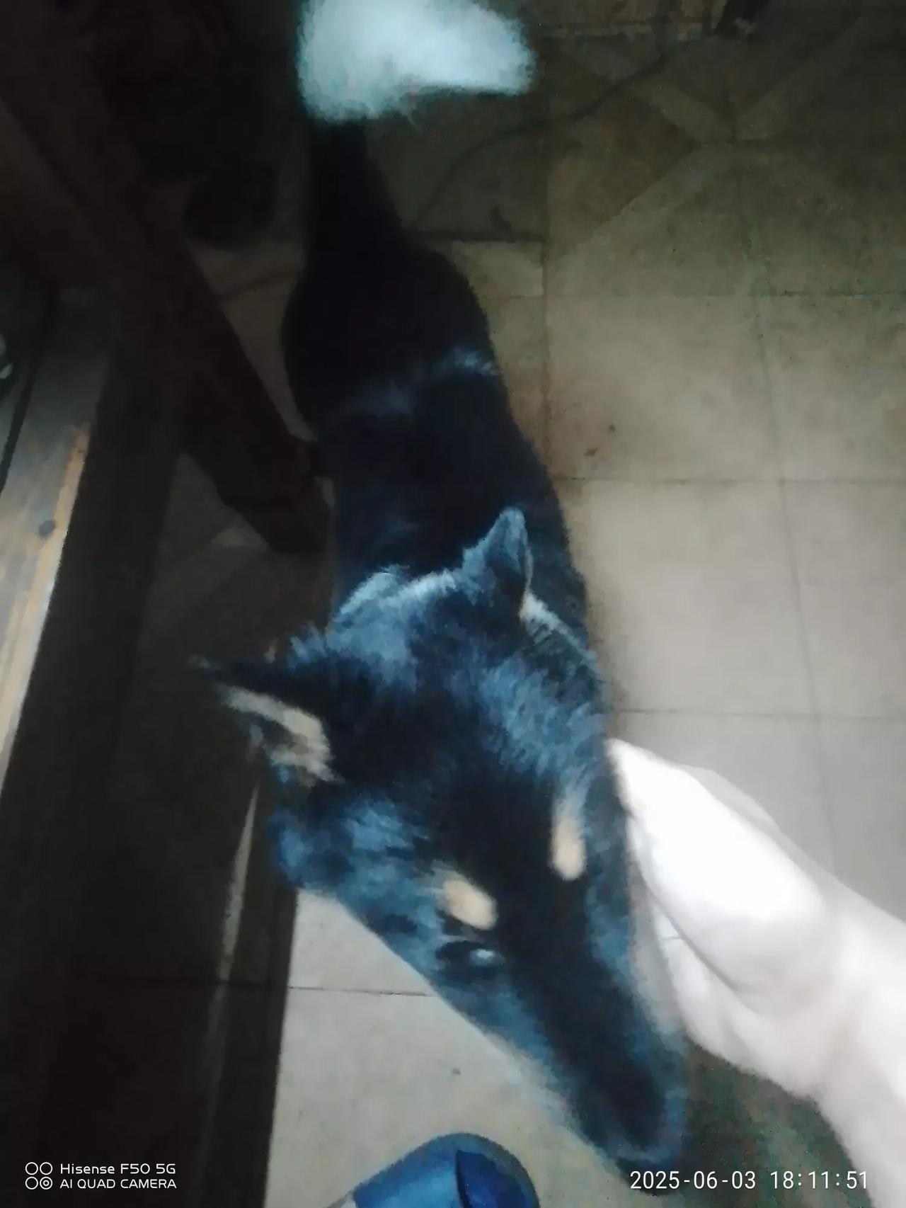 小猫死掉了，朋友家的狗，不想养了，给我养，就重新养条狗吧，这么大的狗应该好养吧，